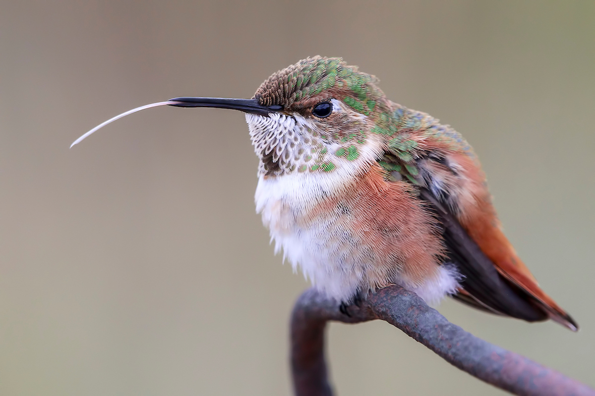 Madeline Nolan, United States of America. YOUNG BIRD PHOTOGRAPHER OF THE YEAR SILVER AWARD WINNER 'The Tongue of the Hummingbird'