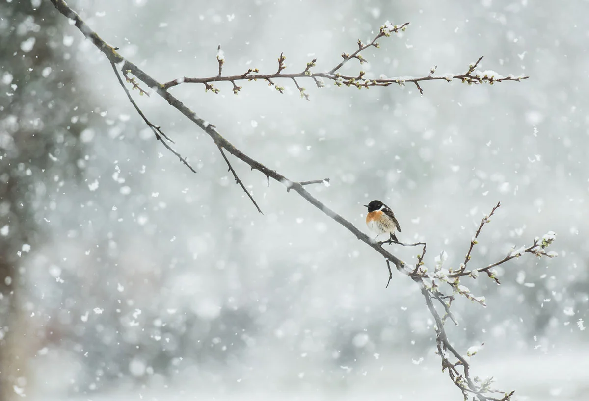 Carlos Pérez Naval. YOUNG BIRD PHOTOGRAPHER OF THE YEAR HONOURABLE MENTION.
