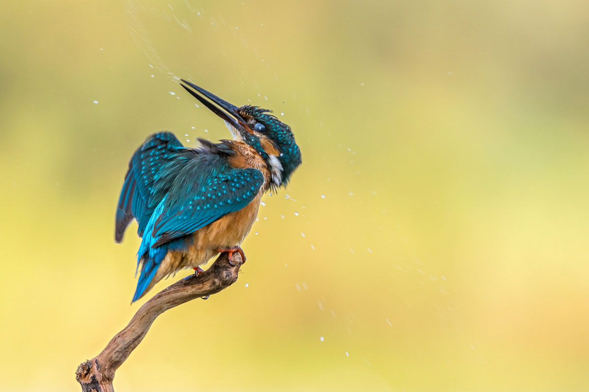 Ariel Fields, Israel. YOUNG BIRD PHOTOGRAPHER OF THE YEAR HONOURABLE MENTION.