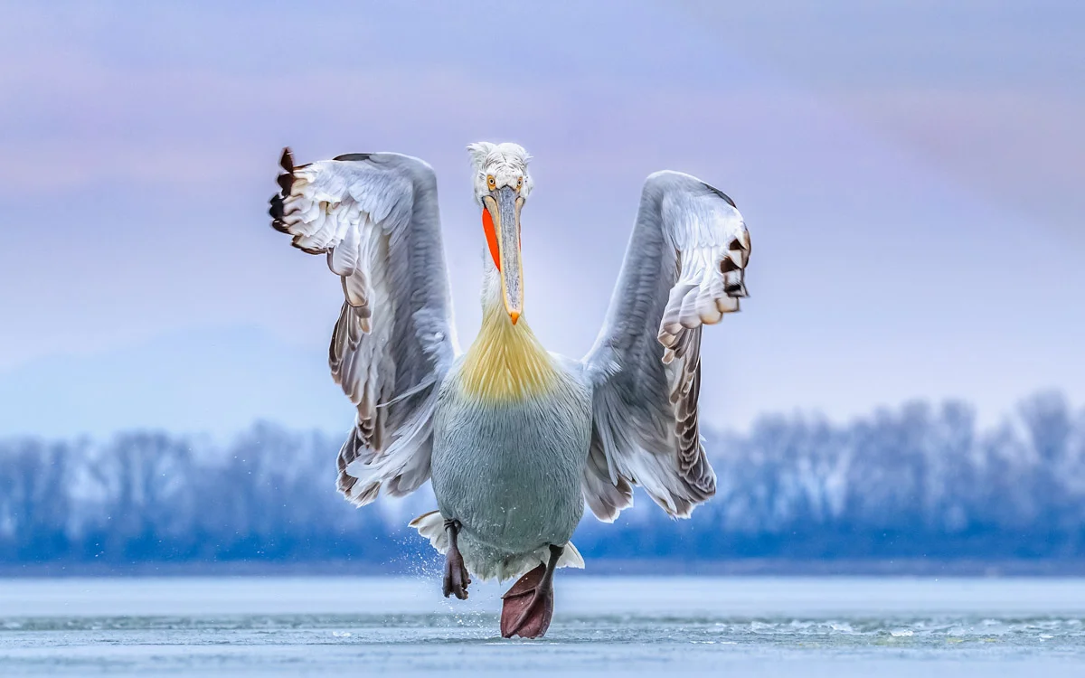 Bird Photographer of the Year 2019 Winners Announced!!