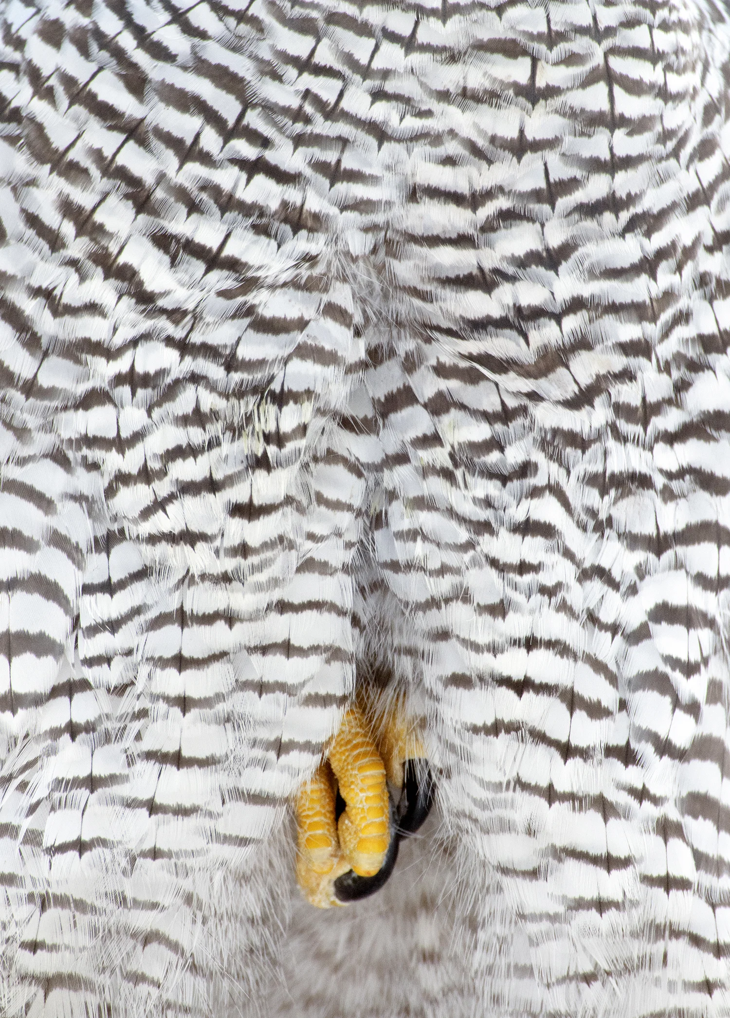 ©Pål Hermansen