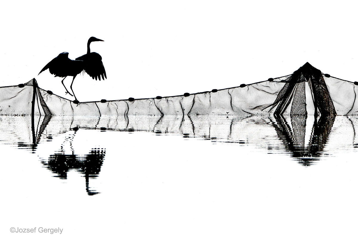 Black and White