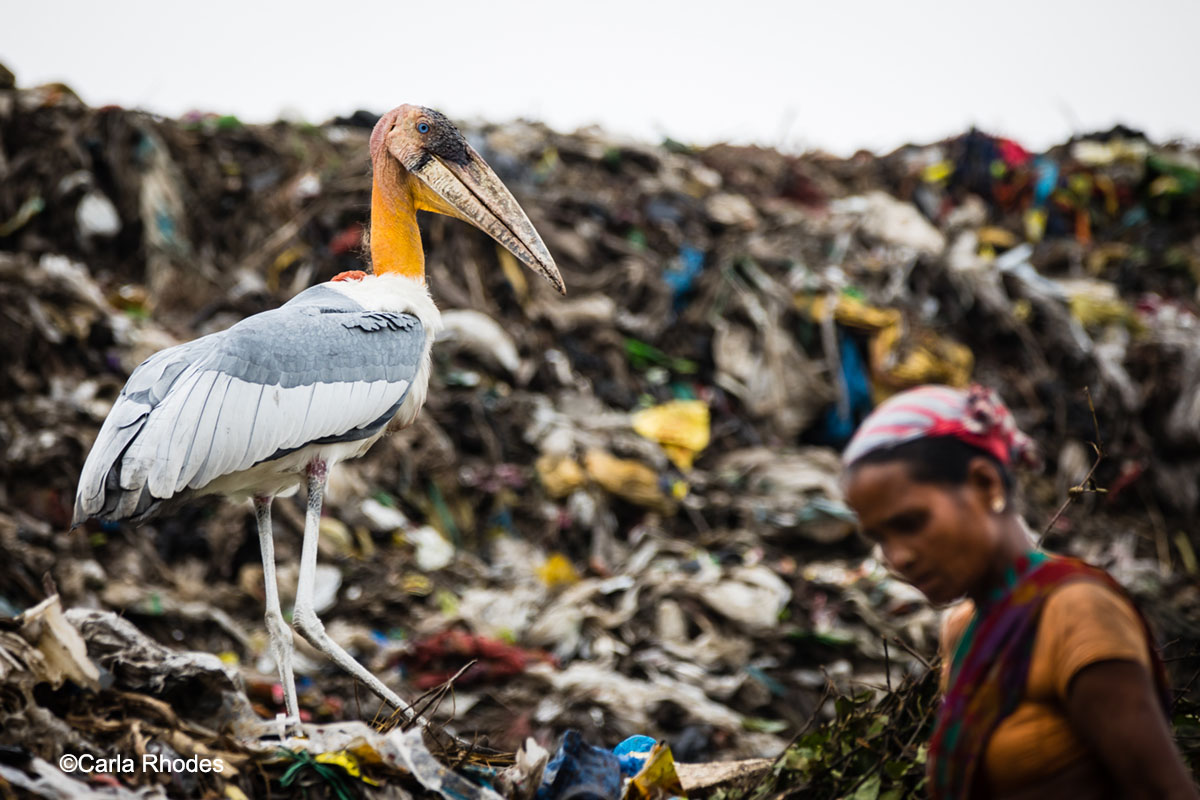 Conservation Documentary Award