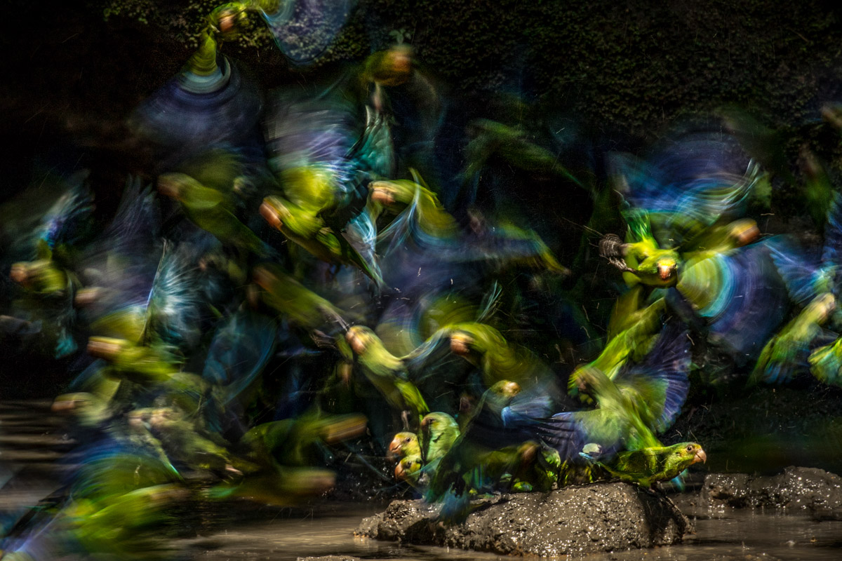 Birds in Flight Bronze Award ©Liron Gertsman