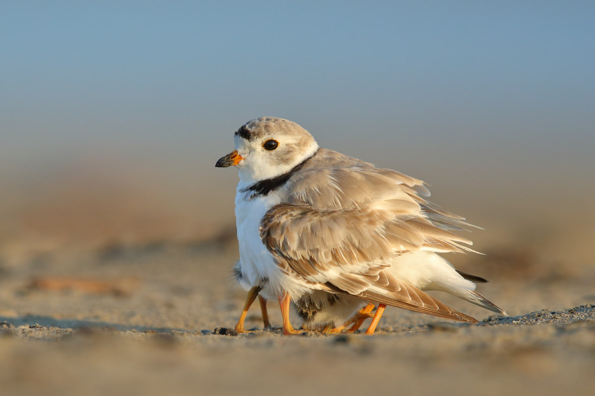Bird Behaviour Commended ©Gail Bisson