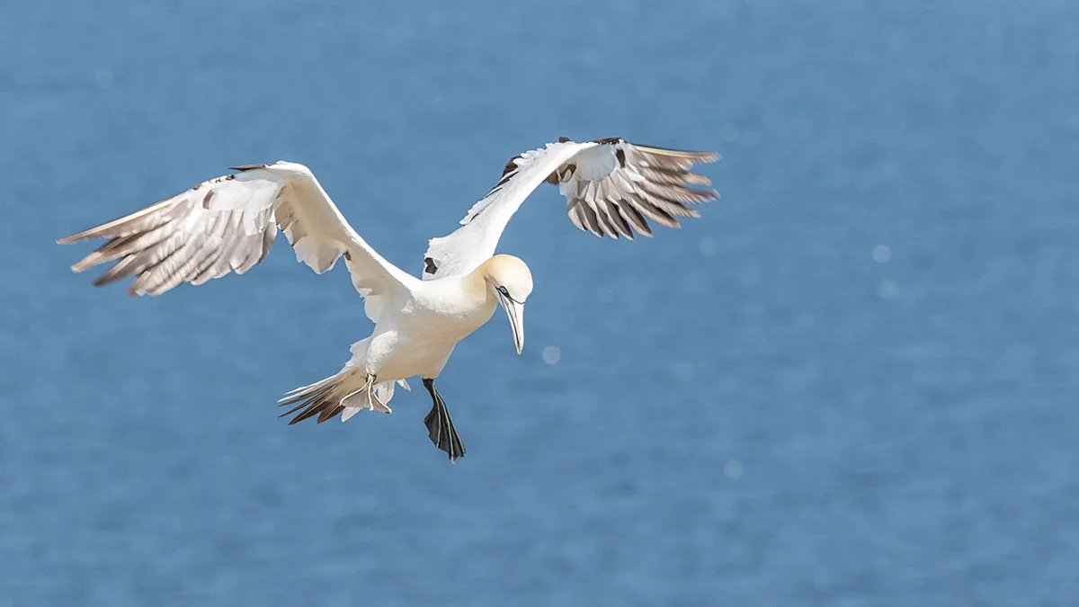 Gannet ©Simon Beedie
