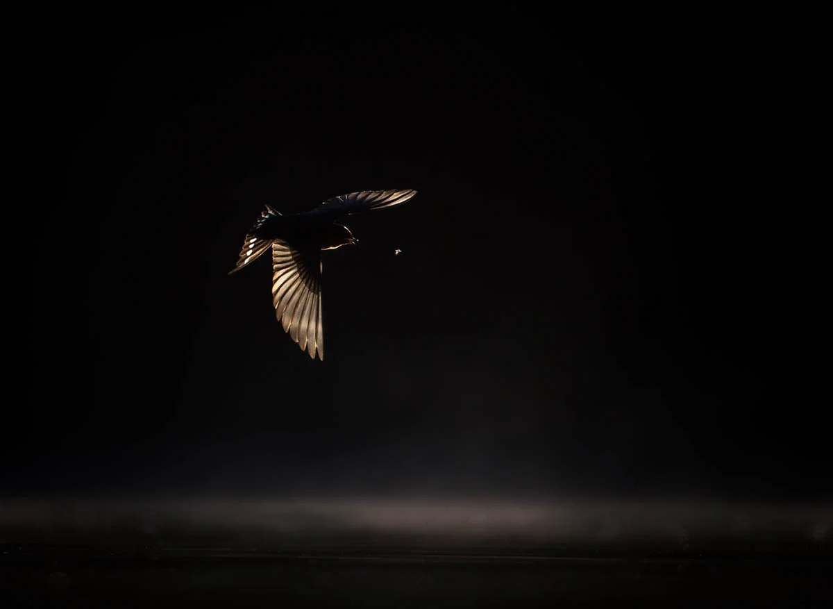 BPOTY - Celebrating the best images from Australia