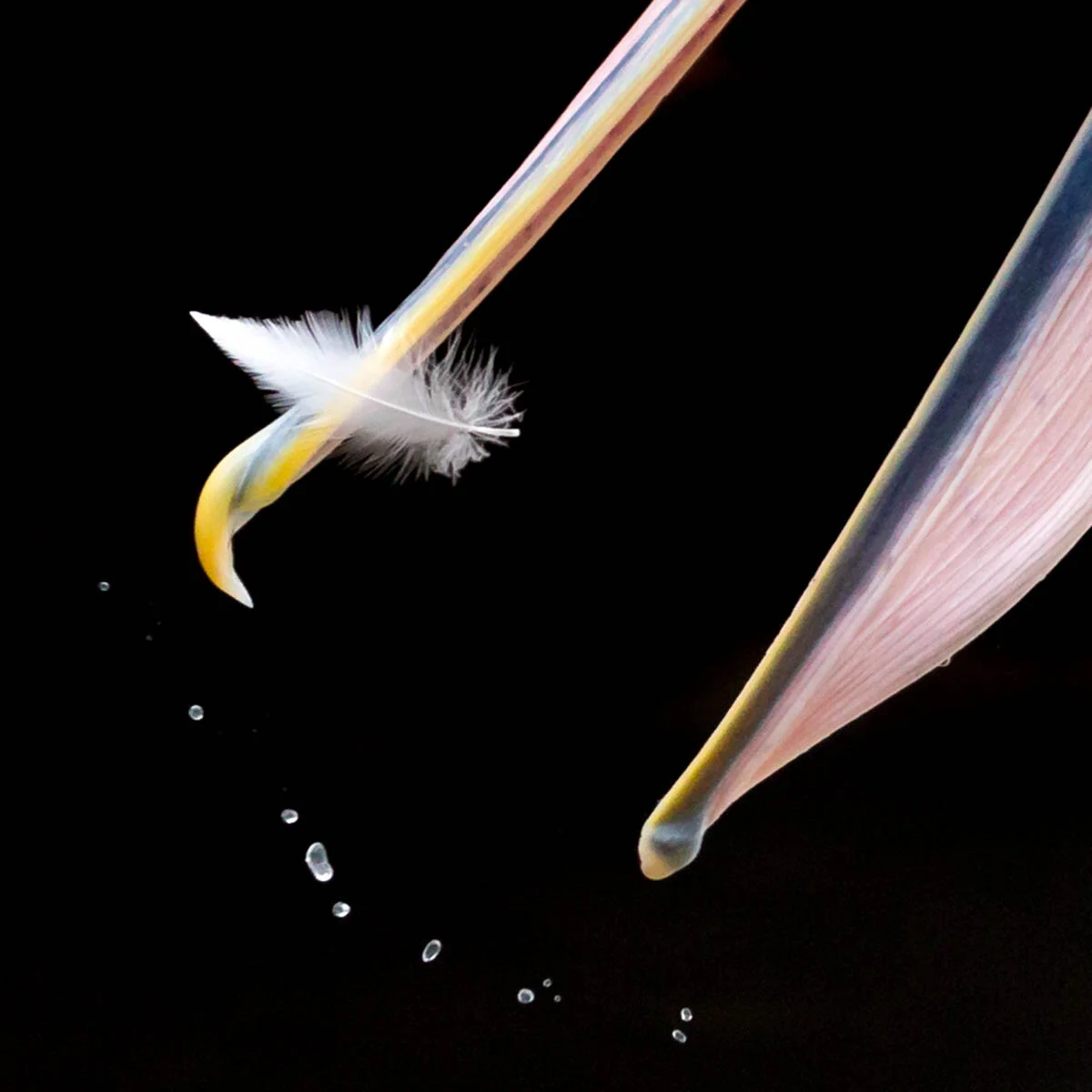 An Honorable Mention in our Attention to Detail category is Diana Andersen’s reward for this image of a feather stuck to the bill of an Australian Pelican. ©Diana Andersen