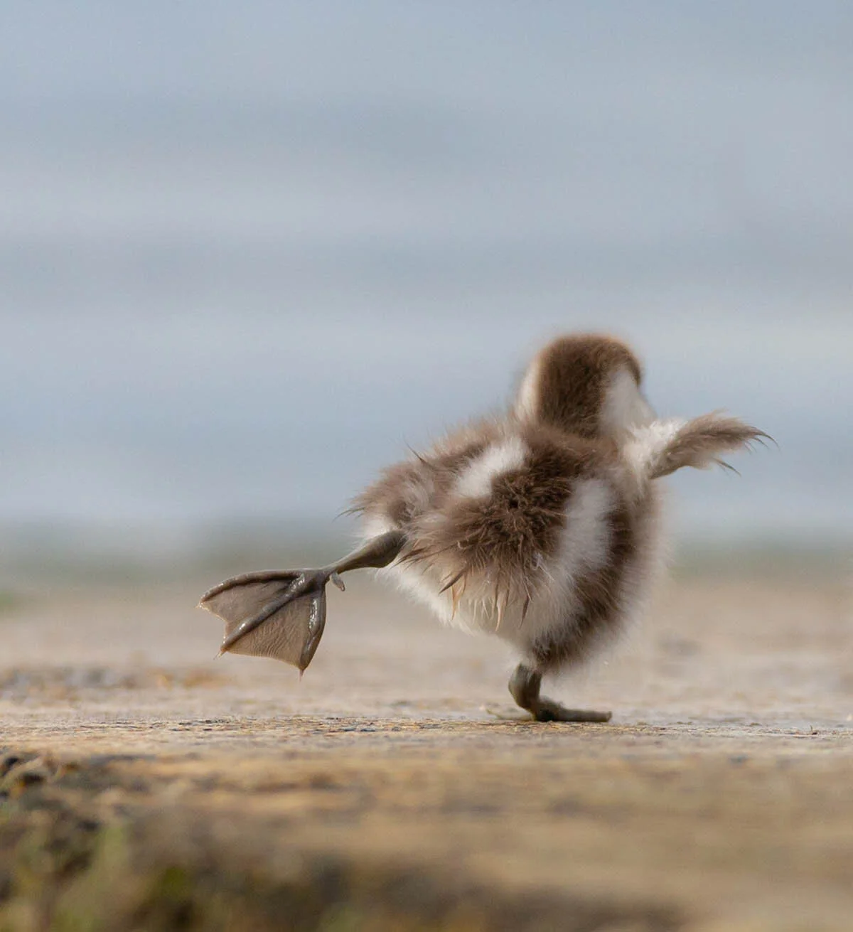 Theresa Pitter receives a Commendation in the Best Portrait category for this rather comical image of an Australian Shelduck entitled ‘Put your left leg in and shake it all about’. ©Theresa Pitter.