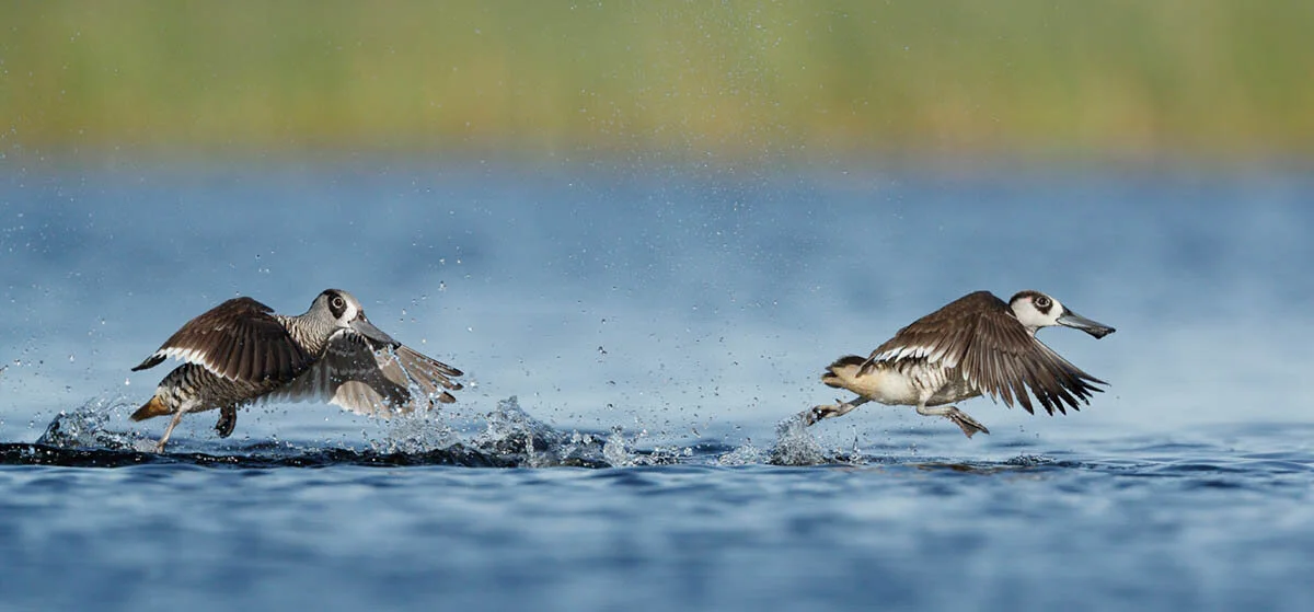 Heather Thorning was awarded a Commendation from the judges for this image of Pink-eared Ducks in the Bird Behaviour category. Heather also received a further Commendation for an image of mating Fairy Terns in the Bird Behaviour category. ©Heather Thorning