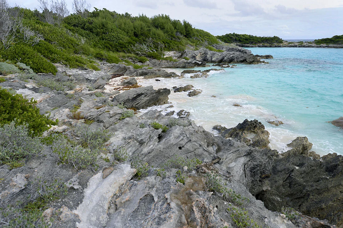 The five breeding islets on which the Cahow survived at the time of its resurrection were vulnerable to rising sea levels and hurricane damage. So in 2001 the Cahow's current guardian angel, Jeremy Madeiros, from Bermuda's Department of Environment and Natural Resources, began translocating chicks just prior to fledging. They were moved from vulnerable islets to artificial burrows on Nonsuch Island, a haven cleared of non-native species and predators, and re-stocked with previously-extirpated endemics by pioneering Cahow-saviour David Wingate. ©Paul Sterry