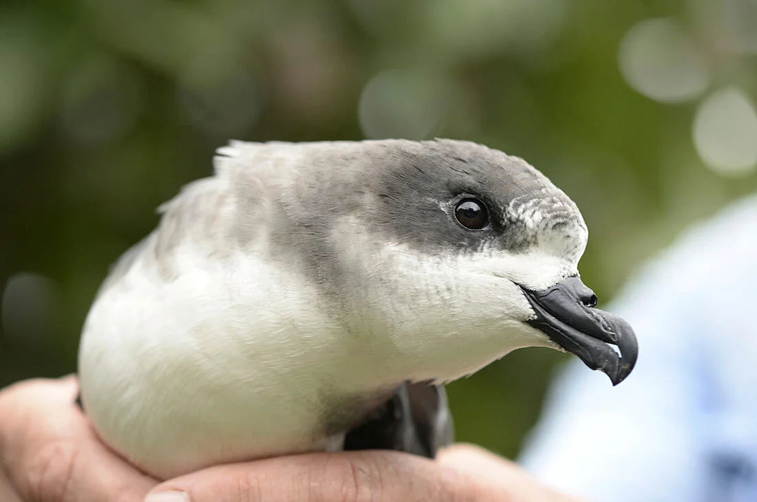 The fate of the Cahow is quite literally in our hands. Thanks in part to the support of the Bermuda Audubon Society, the Cahow nest recovery programme has been a resounding success and in the 2018 nesting season 125 pairs were identified. Immature birds spend a few years at sea before returning home to breed so the next decade will be crucial for the species. ©Paul Sterry