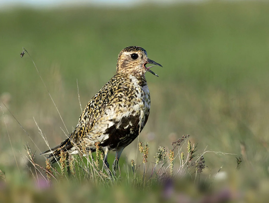 According the British Trust for Ornithology’s Bird Atlas 2007-2011, half the Irish breeding range and a fifth of the British breeding range have been lost in the last 40 years, and this mirrors a 13% decline in the UK breeding population. Even in Scotland, the heartland for the UK’s nesting Golden Plovers, according to the BTO the breeding population declined by 25% between 1995 and 2013. ©Paul Sterry