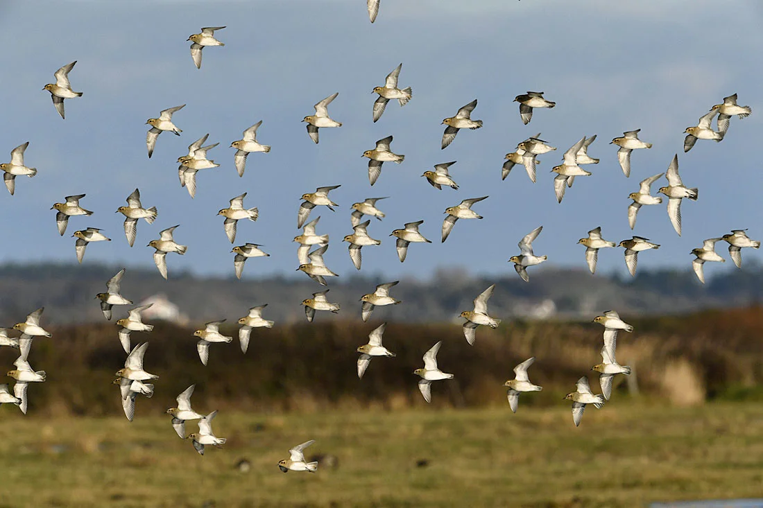 Golden Plovers are widespread in the UK outside the breeding season. According to the BTO Birdfacts website the population rises from an estimated 49,000 in the breeding season to more than 400,000 during the winter months. There appear to be no available figures for the numbers shot in the UK and therefore the impact of hunting on the species cannot be assessed in any meaningful way. Perhaps that is something that should be addressed? ©Paul Sterry