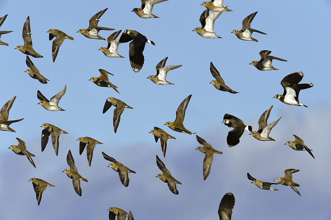 Outside the breeding season Golden Plovers favour wet grassland with short vegetation and farmland. At this time of year the species forms flocks. These tend not to mix freely with other species although the occasional Lapwing may join them if birds are spooked by a Peregrine. ©Paul Sterry
