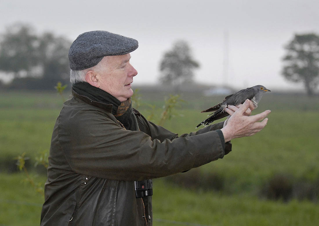 Since 2011 the British Trust for Ornithology has been satellite-tracking Cuckoos to monitor their migration routes and discover where precisely they go in winter. The results have been informative and revelatory in equal measure. Here, journalist Mike McCarthy releases a bird named ‘Clement’, one of the first satellite-tagged Cuckoos. Photo ©Andy Clements.
