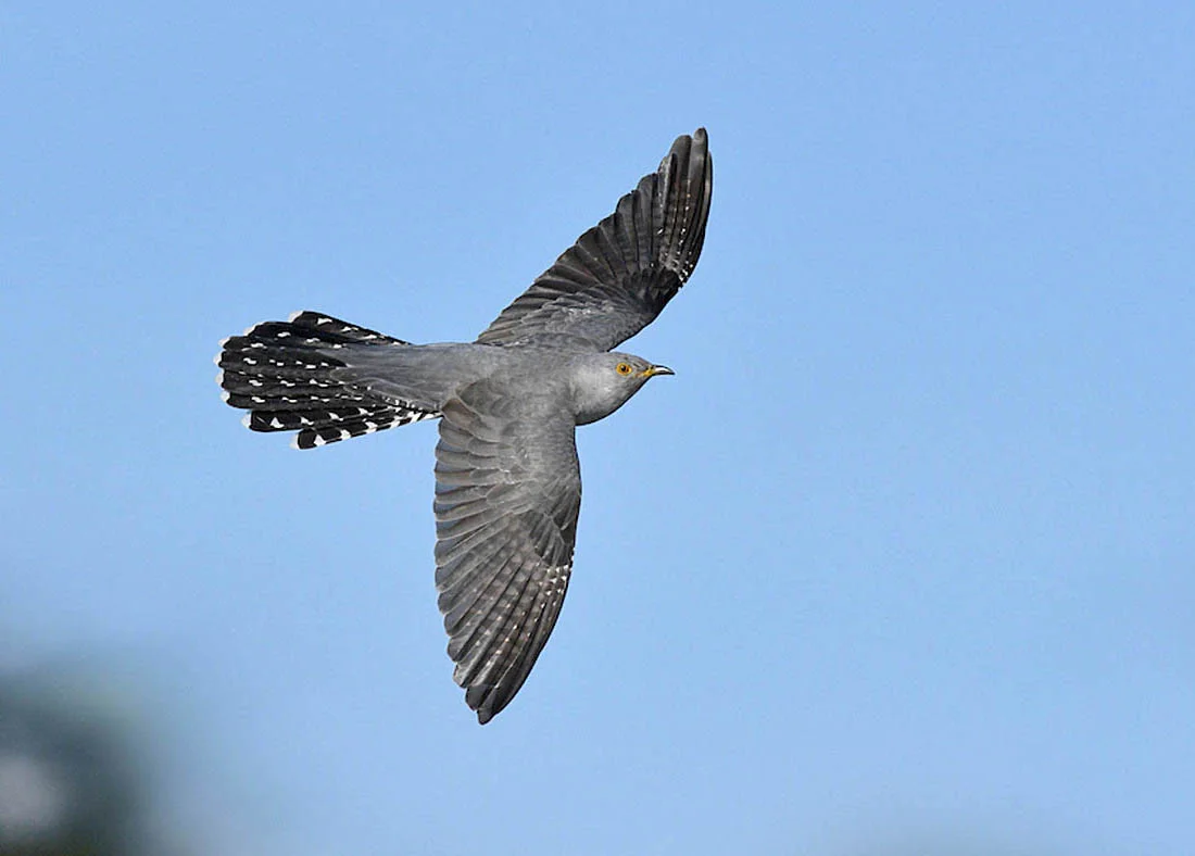 An evaluation of BTO research to date strongly indicates that climate change may be an important factor in the Cuckoo’s decline. Specifically the information reveals the need to understand how successful Cuckoo migration is linked to and dependent upon the drought-ending rains of the weather frontal system known as the Inter Tropical Convergence Zone. Satellite tagging. ©Paul Sterry.
