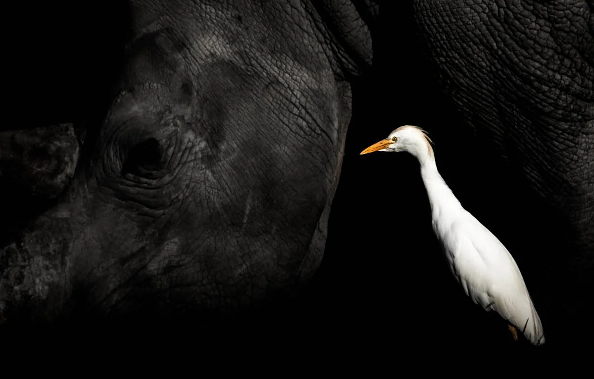 William Steel won our Best Portrait Bronze Award in 2019 with this poignant image of a Cattle Egret. ©William Steel