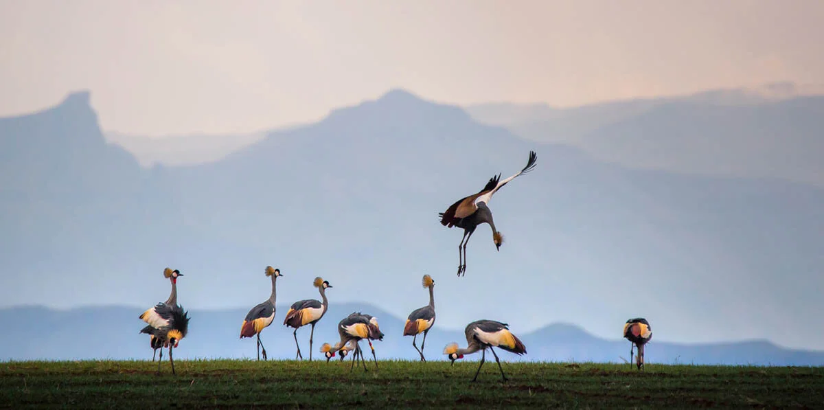 A Commendation in the Bird Behaviour category was Chantelle Melzer’s reward for this image of Grey-crowned Cranes from the 2018 competition. ©Chantelle Melzer