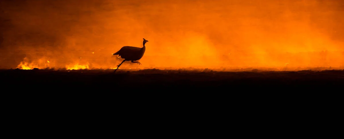 William Steel found further success in 2019 winning a Commendation from the judges for this image of a Helmeted Guineafowl from the Bird Behaviour category. ©William Steel