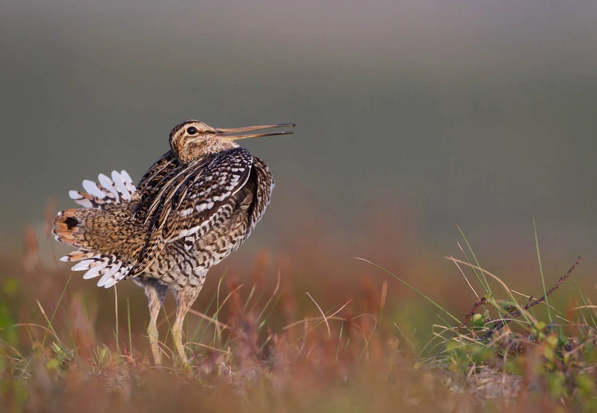 BPOTY - Celebrating the best images from Sweden