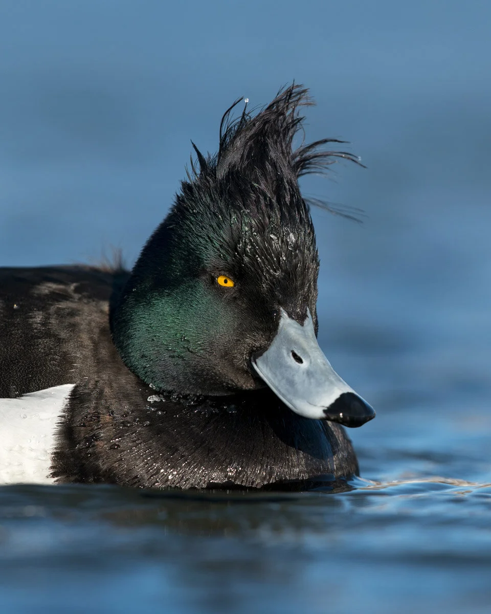 Enter the Bird Photographer of the Year Competition — Bird Photographer