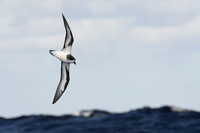 Birds on the Brink