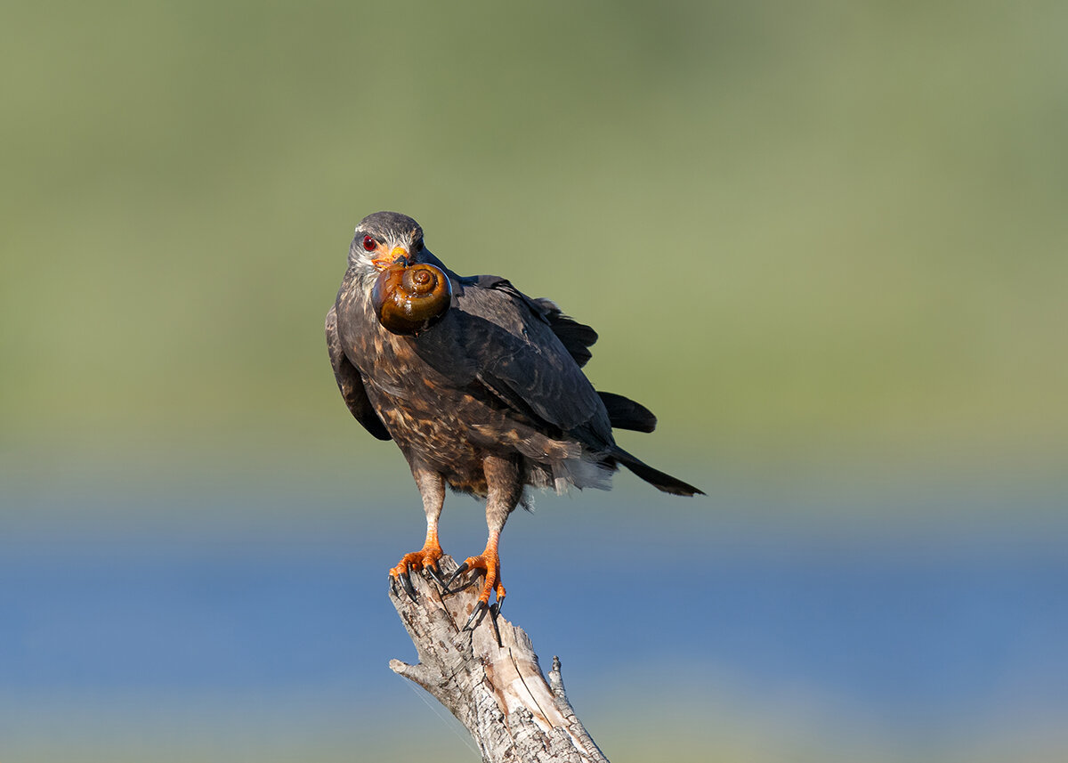 The Enigmatic Snail Kite of the Florida Everglades