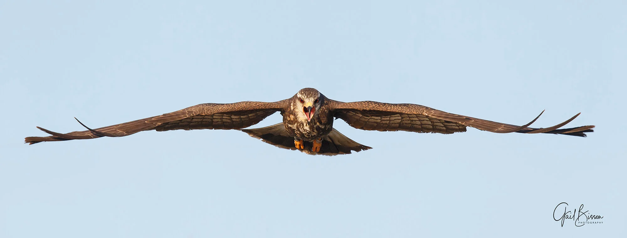 The Enigmatic Snail Kite of the Florida Everglades — Bird Photographer