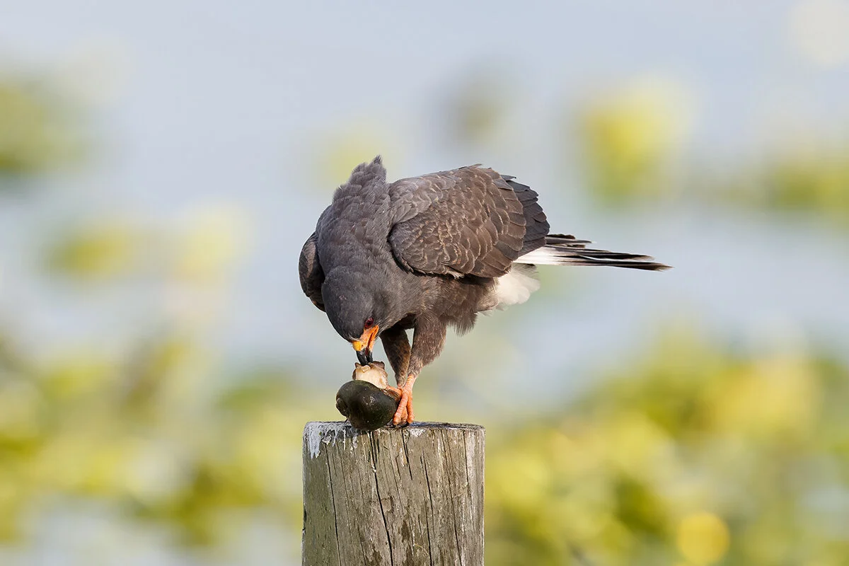 The Enigmatic Snail Kite of the Florida Everglades — Bird Photographer