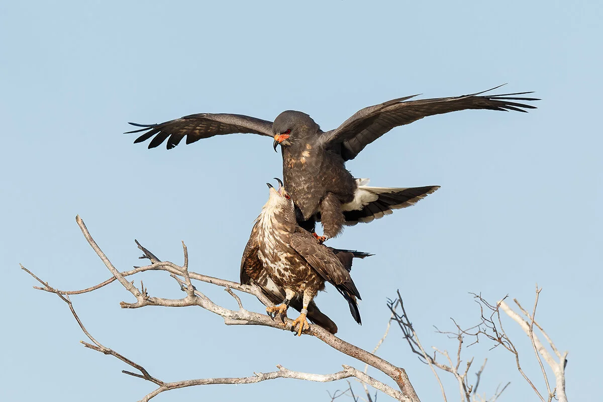 The Enigmatic Snail Kite of the Florida Everglades — Bird Photographer of the Year