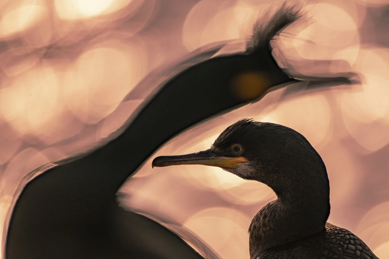 Bird Photographer of the Year 2020, #I vincitori del Bird Photographer of the Year 2020
