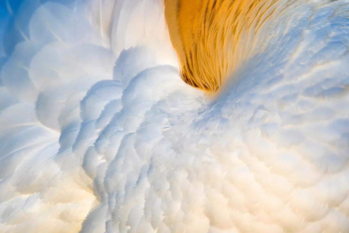 Bird Photographer of the Year 2020, #I vincitori del Bird Photographer of the Year 2020
