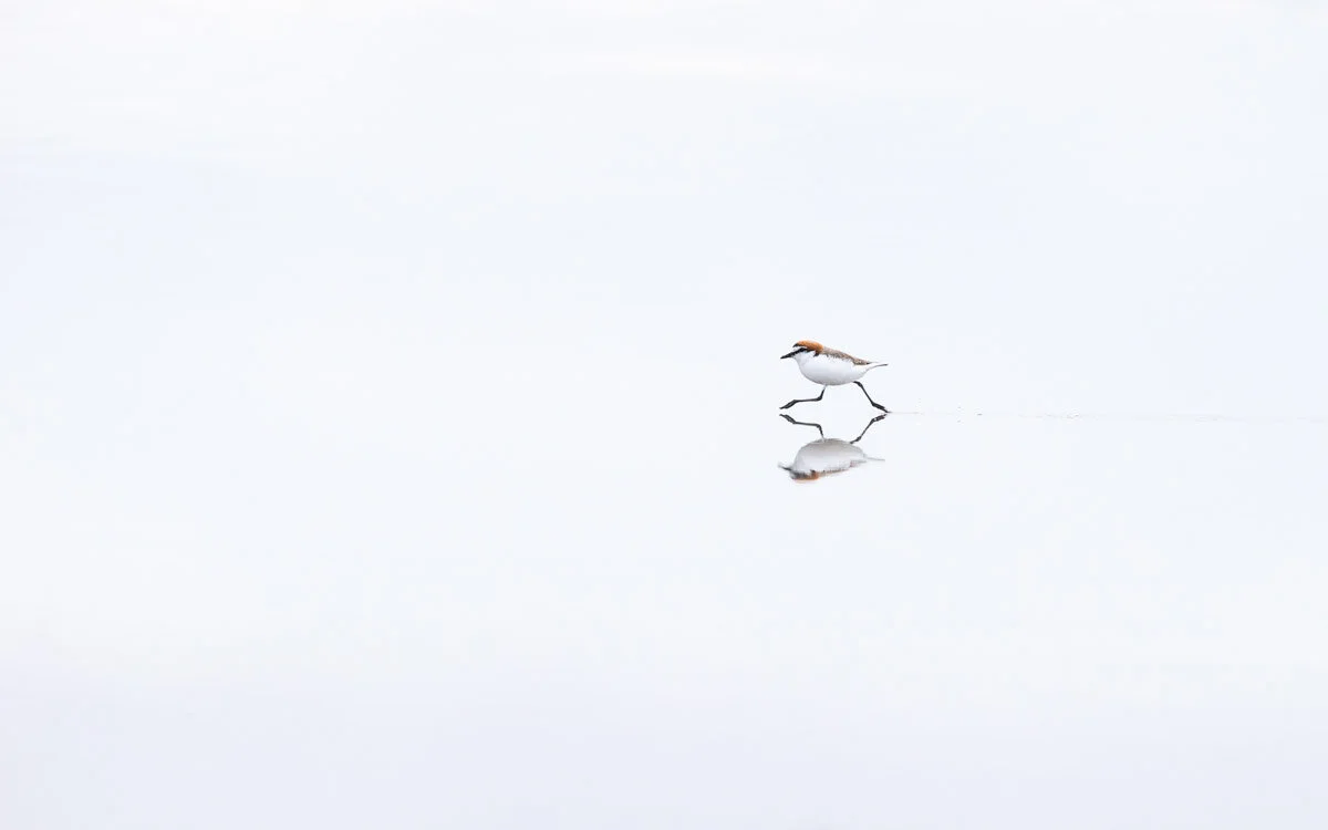 Bird Photographer of the Year 2020, #I vincitori del Bird Photographer of the Year 2020