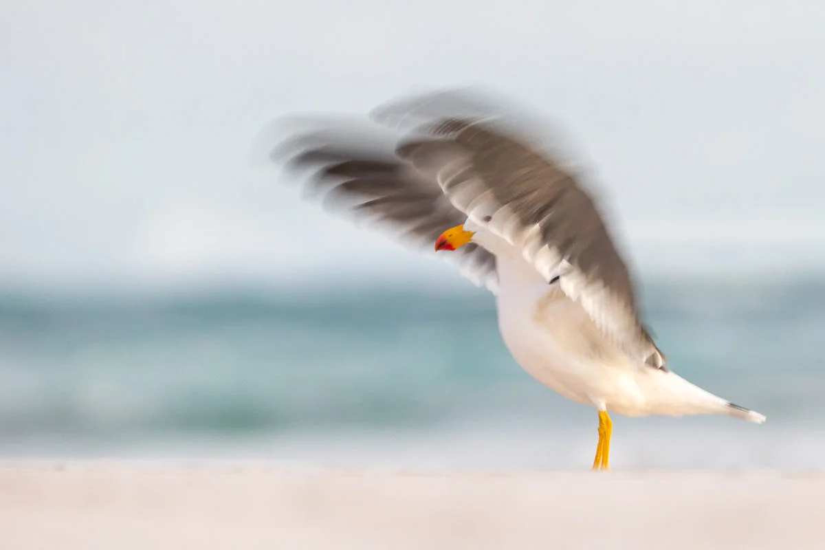 Bird Photographer of the Year 2020, #I vincitori del Bird Photographer of the Year 2020