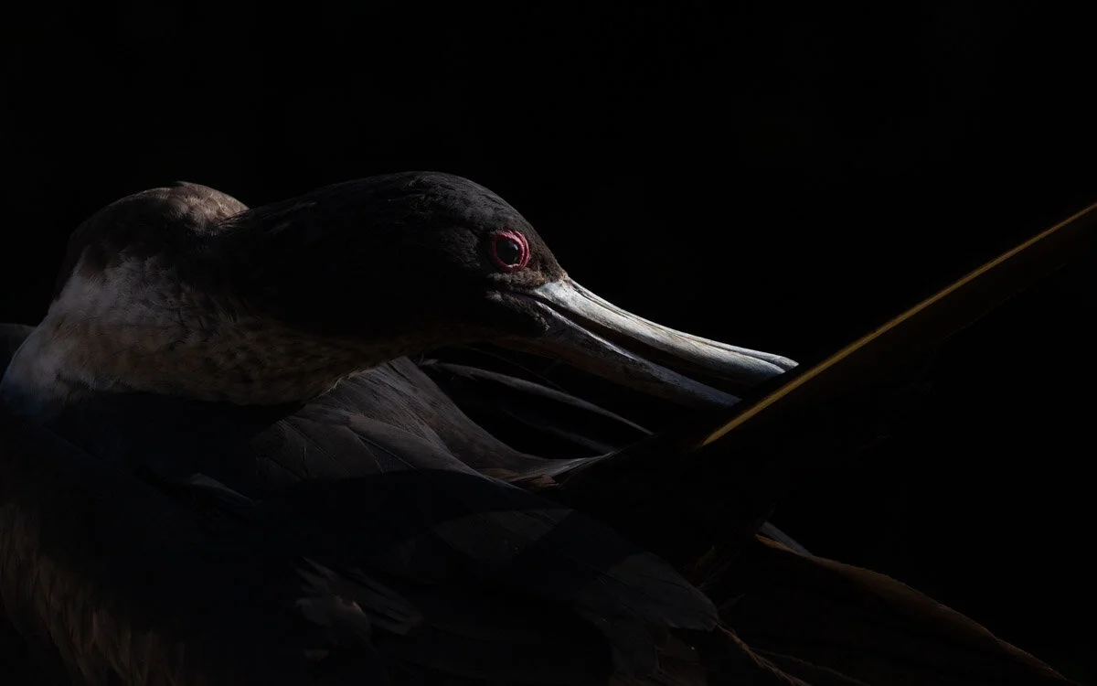 Bird Photographer of the Year 2020, #I vincitori del Bird Photographer of the Year 2020