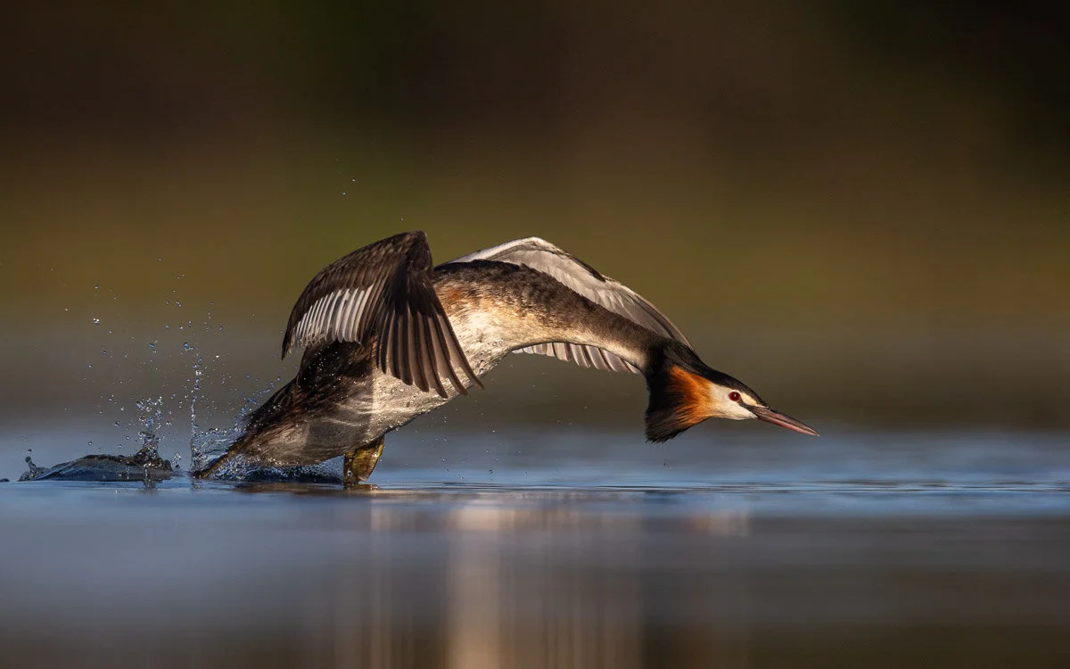Bird Photographer of the Year 2020, #I vincitori del Bird Photographer of the Year 2020