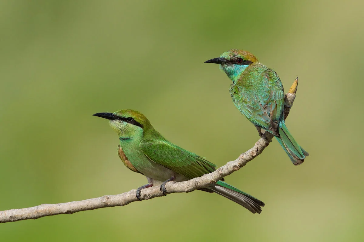 Bird Photographer of the Year 2020, #I vincitori del Bird Photographer of the Year 2020