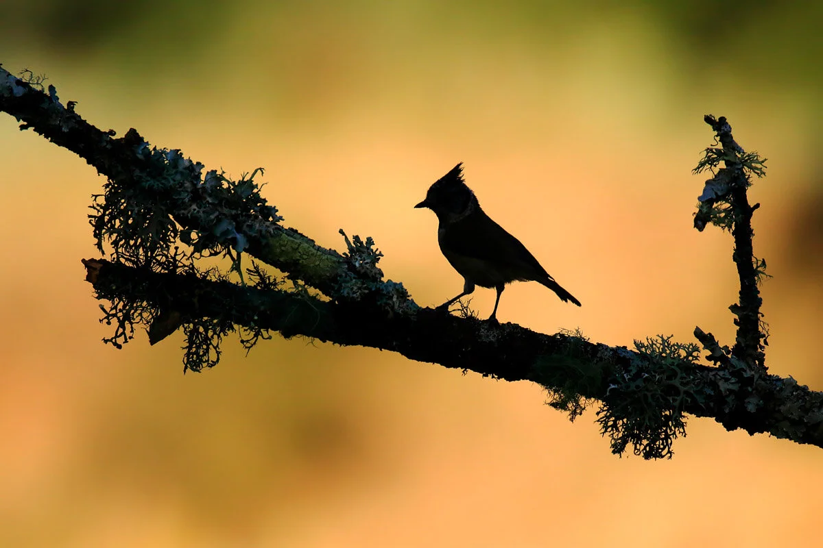 Bird Photographer of the Year 2020, #I vincitori del Bird Photographer of the Year 2020