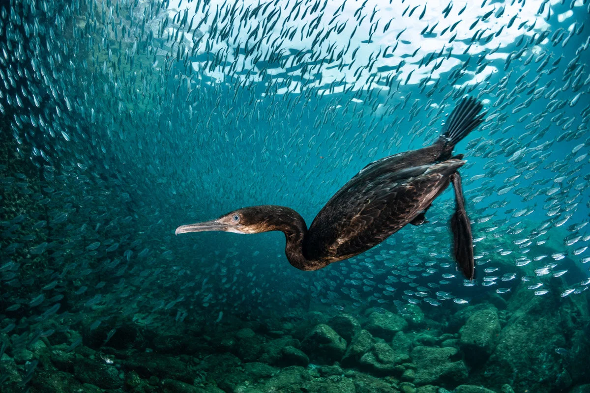 Bird Photographer of the Year 2020, #I vincitori del Bird Photographer of the Year 2020