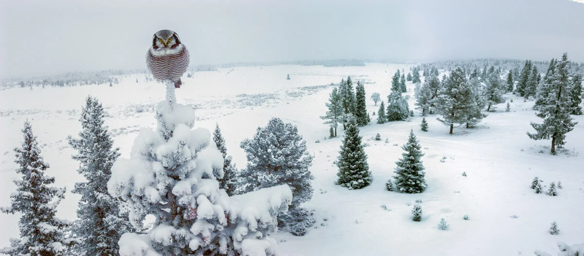 Bird Photographer of the Year 2020, #I vincitori del Bird Photographer of the Year 2020