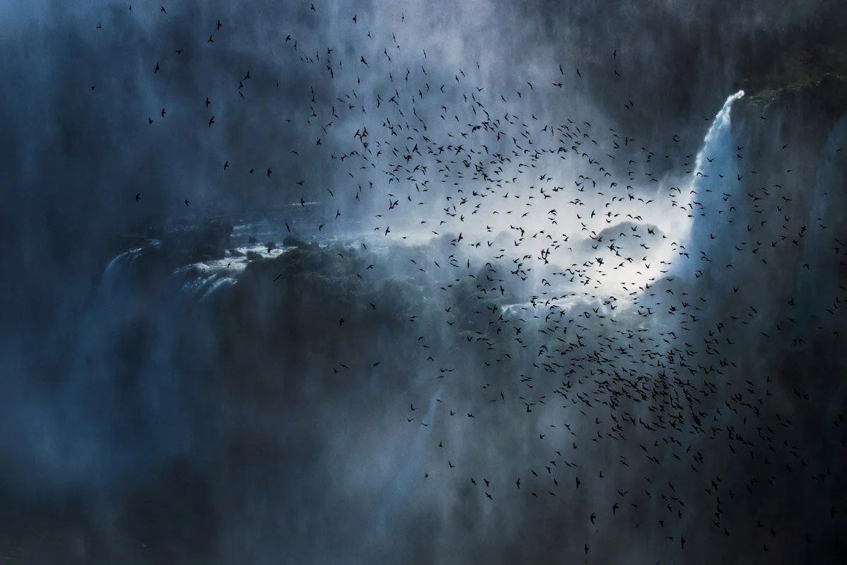Bird Photographer of the Year 2020, #I vincitori del Bird Photographer of the Year 2020