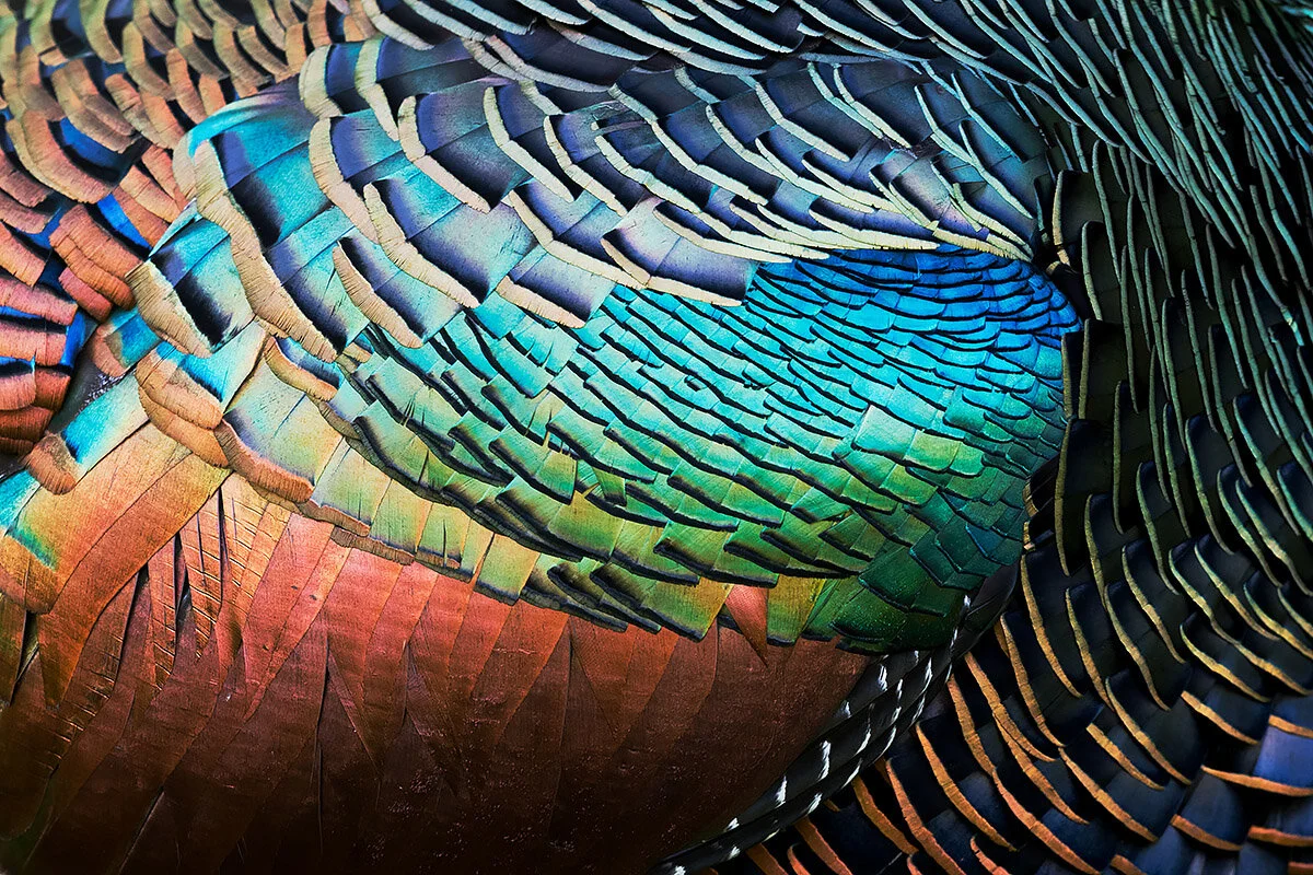 Bird Photographer of the Year 2020, #I vincitori del Bird Photographer of the Year 2020