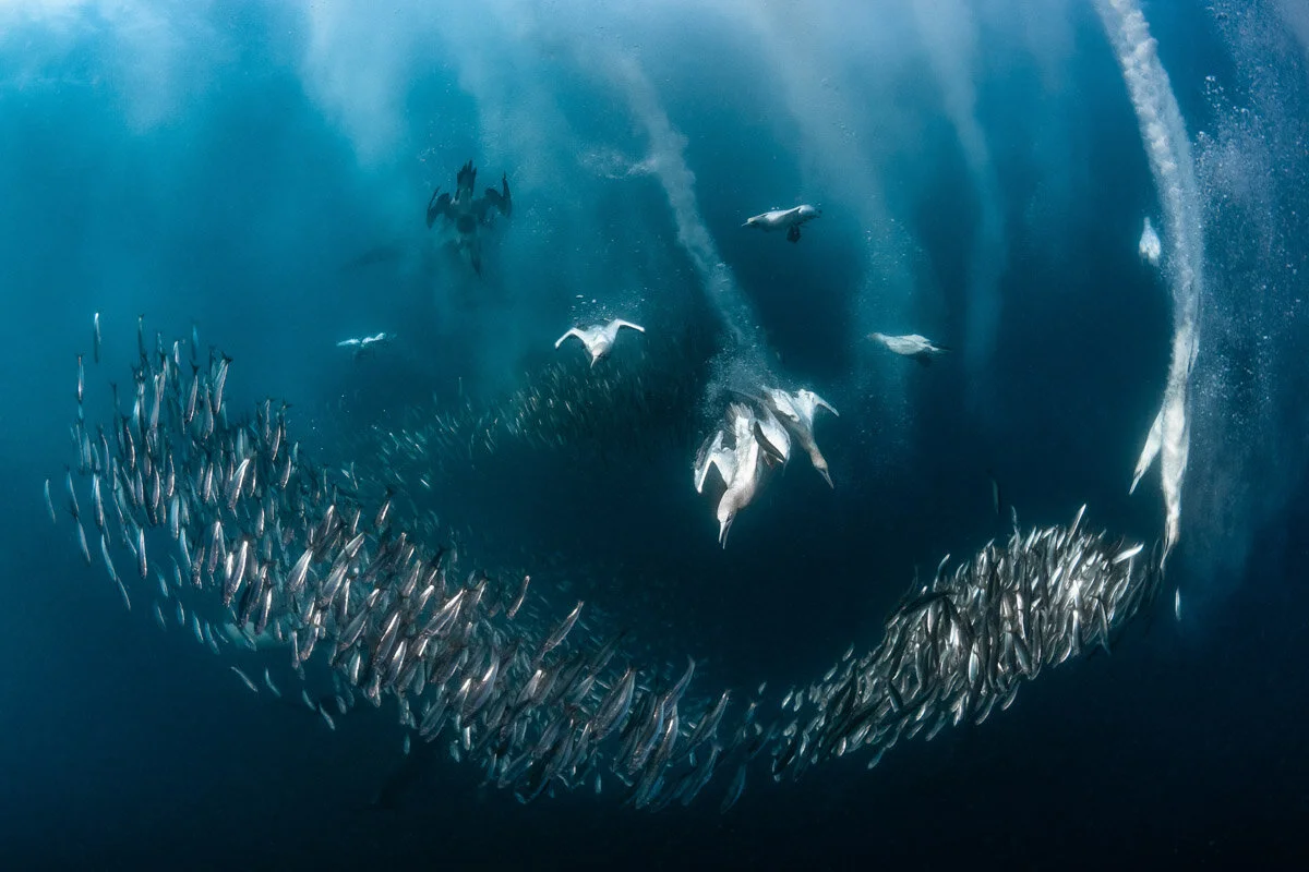 Bird Photographer of the Year 2020, #I vincitori del Bird Photographer of the Year 2020
