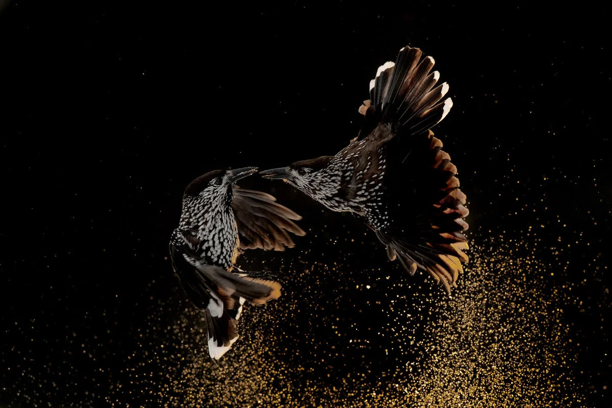 Bird Photographer of the Year 2020, #I vincitori del Bird Photographer of the Year 2020