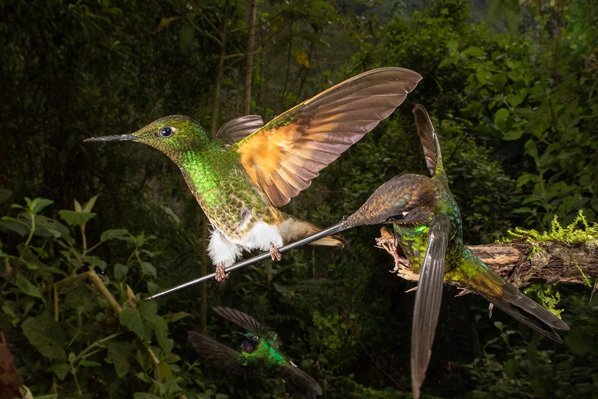 Bird Photographer of the Year 2020, #I vincitori del Bird Photographer of the Year 2020
