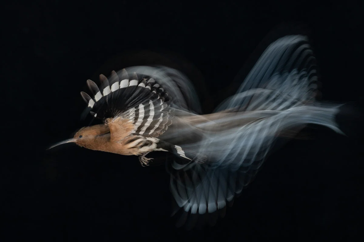 Bird Photographer of the Year 2020, #I vincitori del Bird Photographer of the Year 2020
