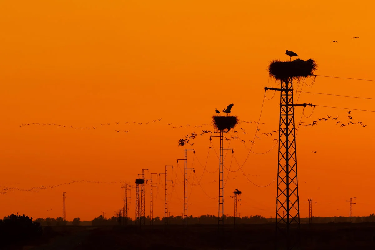 Bird Photographer of the Year 2020, #I vincitori del Bird Photographer of the Year 2020
