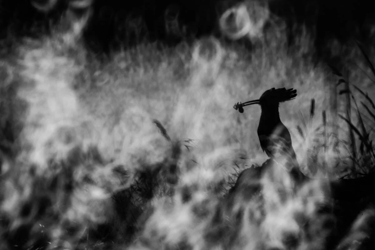 Bird Photographer of the Year 2020, #I vincitori del Bird Photographer of the Year 2020