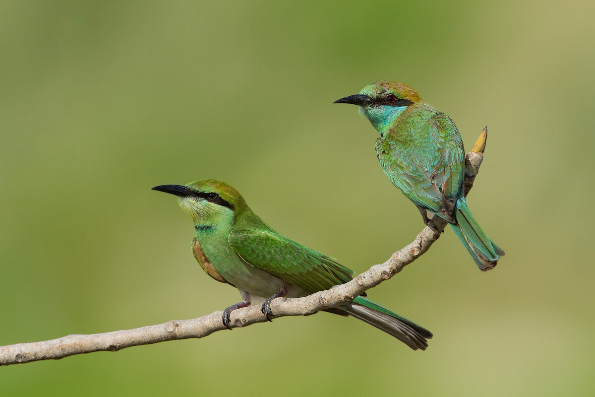 Deeksha Diya Sambath, India. Age 7. Category: YOUNG BIRD PHOTOGRAPHER OF THE YEAR 0–8 YEARS AWARD WINNER.